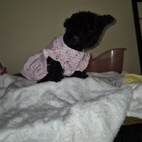 Princess, a female Yorkipoo and Poodle - Toy  for sale in Fort Myers Beach, FL – Photo 7 of 10