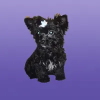 Princess, a female Yorkipoo and Poodle - Toy  for sale in Fort Myers Beach, FL – Photo 5 of 10