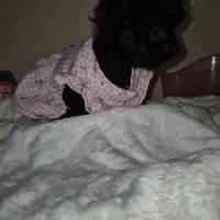 Princess, a female Yorkipoo and Poodle - Toy  for sale in Fort Myers Beach, FL – Photo 4 of 10