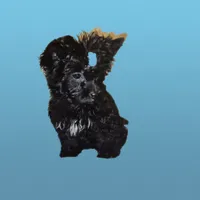 Princess, a female Yorkipoo and Poodle - Toy  for sale in Fort Myers Beach, FL – Photo 8 of 10