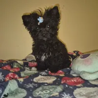Princess, a female Yorkipoo and Poodle - Toy  for sale in Fort Myers Beach, FL – Photo 1 of 10