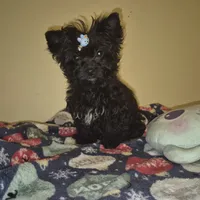 Princess, a female Yorkipoo and Poodle - Toy  for sale in Fort Myers Beach, FL – Photo 10 of 10