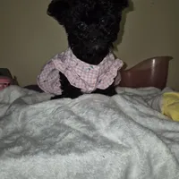 Princess, a female Yorkipoo and Poodle - Toy  for sale in Fort Myers Beach, FL – Photo 3 of 10