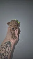 Green, a female Poodle - Toy  for sale in Fort Myers Beach, FL – 3 of 3