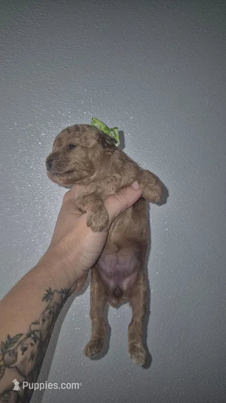 Green, a female Poodle - Toy  for sale in Fort Myers Beach, FL – 1 of 3