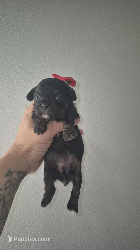 Phantom girl, a female Poodle - Toy  for sale in Fort Myers Beach, FL – 1 of 3