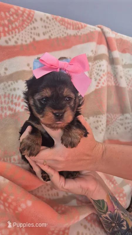 Pinky – Yorkshire Terrier puppy for sale in Fort Myers Beach, FL