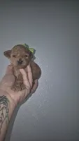 Green, a female Poodle - Toy  for sale in Fort Myers Beach, FL – 2 of 3