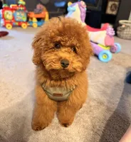 Alfie , a male Poodle - Toy  for sale in Cincinnati, OH – Photo 5 of 6