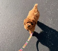 Alfie , a male Poodle - Toy  for sale in Cincinnati, OH – Photo 2 of 5