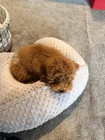 Alfie , a male Poodle - Toy  for sale in Cincinnati, OH – Photo 6 of 6