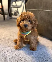 Alfie , a male Poodle - Toy  for sale in Cincinnati, OH – Photo 1 of 5