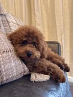 Alfie , a male Poodle - Toy  for sale in Cincinnati, OH – Photo 4 of 6