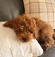 Alfie , a male Poodle - Toy  for sale in Cincinnati, OH – Photo 3 of 5