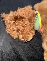 Alfie , a male Poodle - Toy  for sale in Cincinnati, OH – Photo 4 of 5