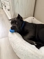 Bruce AKC, a male Cane Corso for sale in San Juan Capistrano, CA – 2 of 4