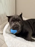 Bruce AKC, a male Cane Corso for sale in San Juan Capistrano, CA – 3 of 4