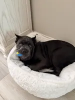 Bruce AKC, a male Cane Corso for sale in San Juan Capistrano, CA – 4 of 4