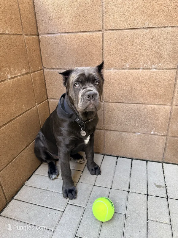Bruce AKC – Cane Corso puppy for sale in San Juan Capistrano, CA