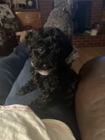 Yvette silver, a female Poodle - Toy  for sale in Smiths Grove, KY – 7 of 9