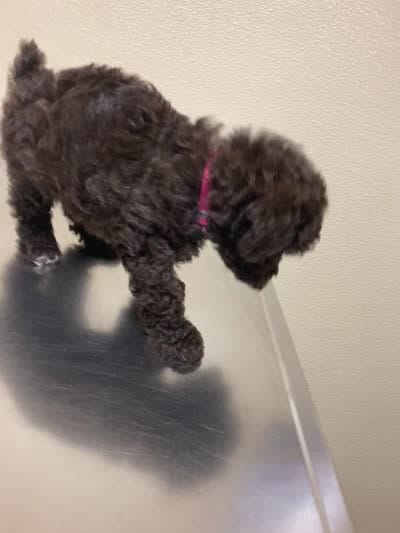 Cocoa, a female Poodle - Toy  and Poodle - Miniature  for sale in Smiths Grove, KY – 5 of 7