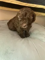 Monique, a female Poodle - Toy  for sale in Smiths Grove, KY – 3 of 3