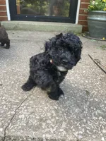Yvette silver, a female Poodle - Toy  for sale in Smiths Grove, KY – 3 of 9