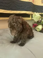 Renee’, a female Poodle - Toy  for sale in Smiths Grove, KY – 2 of 3