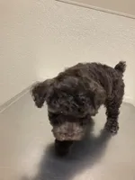 Cocoa, a female Poodle - Toy  and Poodle - Miniature  for sale in Smiths Grove, KY – 6 of 7