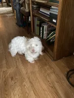 Noel, a female Maltese and Poodle - Miniature  for sale in Smiths Grove, KY – 6 of 6