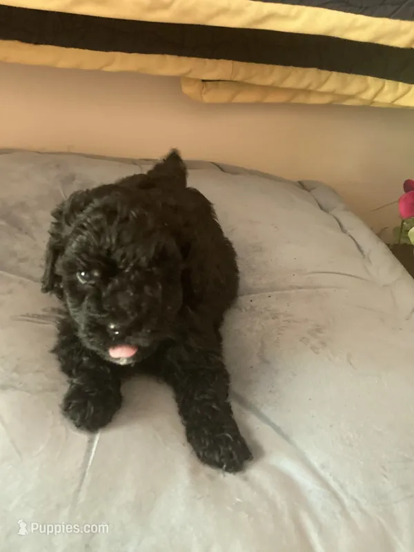Argent – Poodle - Toy  puppy for sale in Smiths Grove, KY
