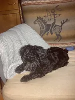 Yvette silver, a female Poodle - Toy  for sale in Smiths Grove, KY – 8 of 10
