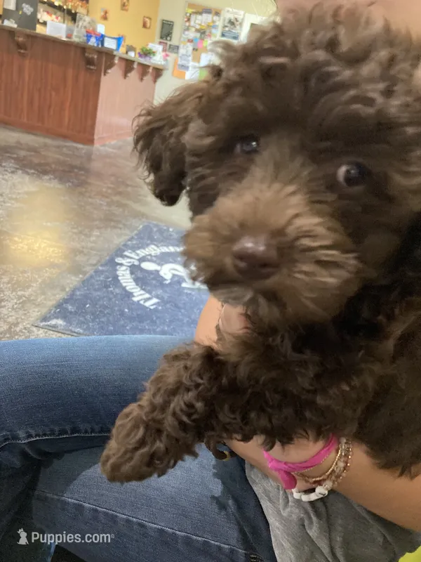 Cocoa – Poodle - Toy , Poodle - Miniature  puppy for sale in Smiths Grove, KY