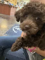 Cocoa, a female Poodle - Toy  and Poodle - Miniature  for sale in Smiths Grove, KY – 3 of 7