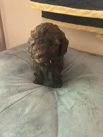 Monique, a female Poodle - Toy  for sale in Smiths Grove, KY – 2 of 3