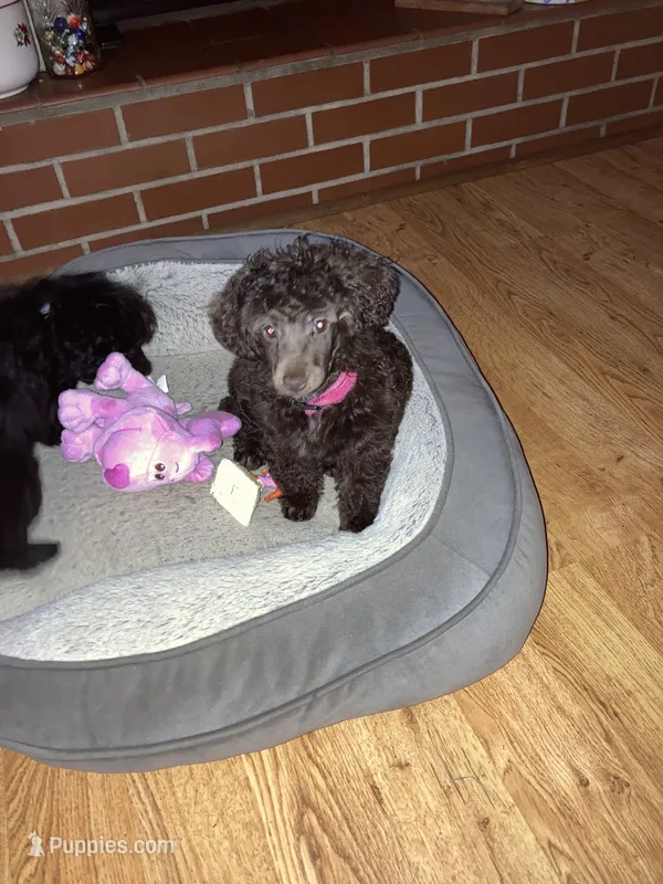 Cocoa – Poodle - Toy , Poodle - Miniature  puppy for sale in Smiths Grove, KY