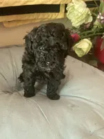 Claire, a female Poodle - Toy  for sale in Smiths Grove, KY – 3 of 3
