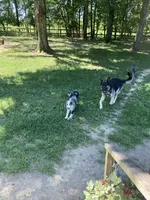 Amelia, a female Australian Shepherd for sale in Smiths Grove, KY – 4 of 5