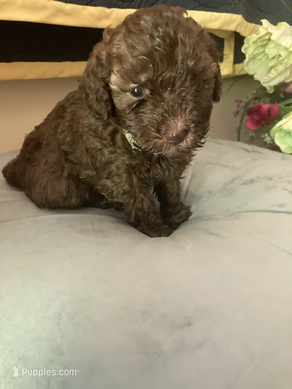 Monique – Poodle - Toy  puppy for sale in Smiths Grove, KY