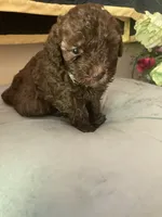 Monique, a female Poodle - Toy  for sale in Smiths Grove, KY – 1 of 3