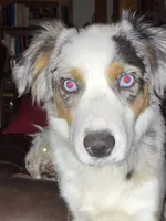 Amelia, a female Australian Shepherd for sale in Smiths Grove, KY – 2 of 3