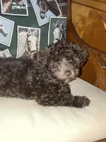 Cocoa, a female Poodle - Toy  and Poodle - Miniature  for sale in Smiths Grove, KY – 1 of 7