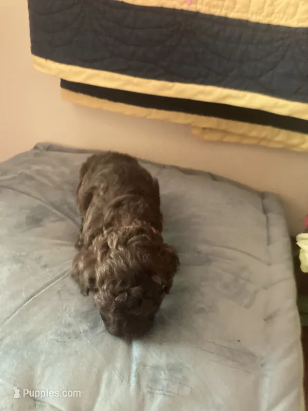 Bridgette – Poodle - Toy  puppy for sale in Smiths Grove, KY