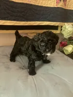 Yvette, a female Poodle - Toy  for sale in Smiths Grove, KY – 3 of 3