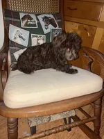 Cocoa, a female Poodle - Toy  and Poodle - Miniature  for sale in Smiths Grove, KY – 7 of 7