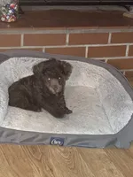 Cocoa, a female Poodle - Toy  and Poodle - Miniature  for sale in Smiths Grove, KY – 4 of 7