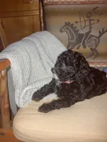 Yvette silver, a female Poodle - Toy  for sale in Smiths Grove, KY – 1 of 10