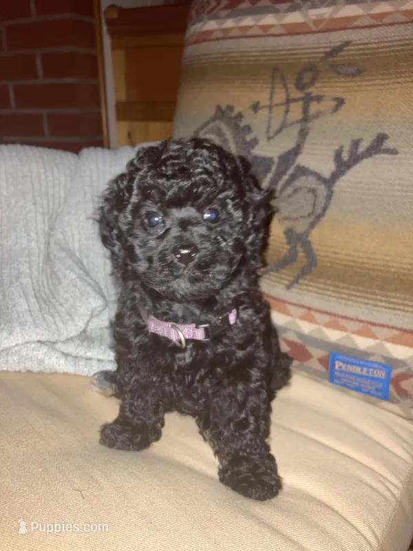 Claire  – Poodle - Toy  puppy for sale in Smiths Grove, KY