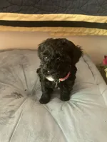 Yvette, a female Poodle - Toy  for sale in Smiths Grove, KY – 2 of 3