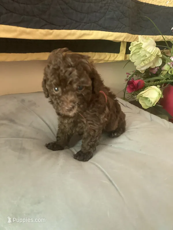 Renee’ – Poodle - Toy  puppy for sale in Smiths Grove, KY